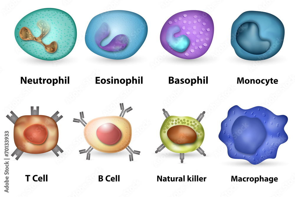 Awesome Battle White Blood Cell Versus Germs